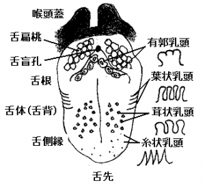 舌の構成図