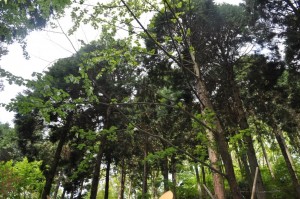 神戸市立森林植物園