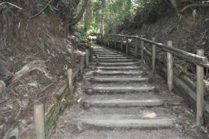 夏の金剛山