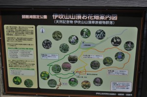 伊吹山の薬草園