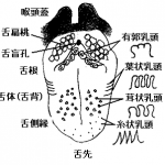 葉状乳頭