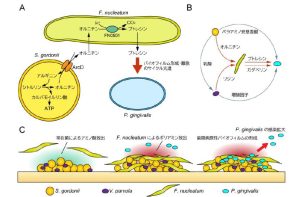 細菌間栄養ネットワークを介した歯周病発症メカニズム