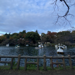 井の頭公園のスワンボート