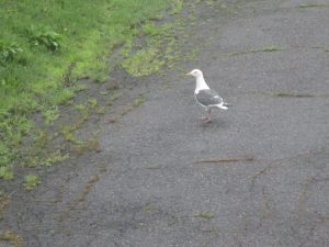 キタキツネとウミネコ