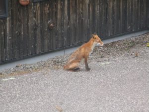 キタキツネとウミネコ