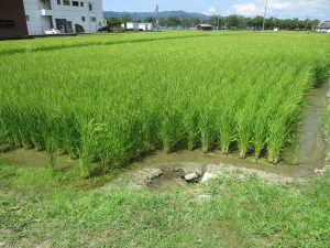 魚沼産コシヒカリ