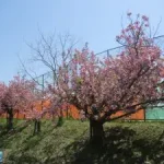 八重桜